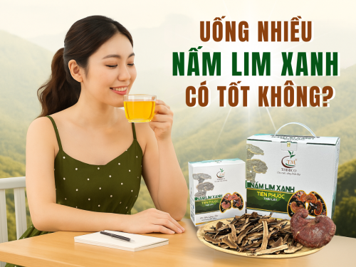 Uống nấm Lim Xanh nhiều có tốt không? Câu trả lời khiến nhiều người bất ngờ